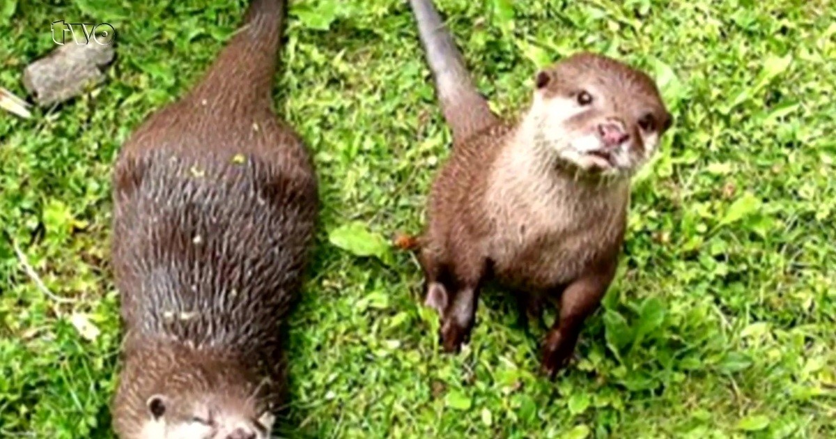 Fischotter fressen den Teichwirten in Oberfranken die Fische weg
